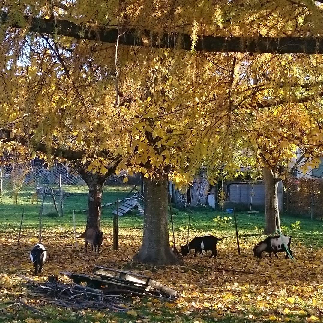Autumn goats.