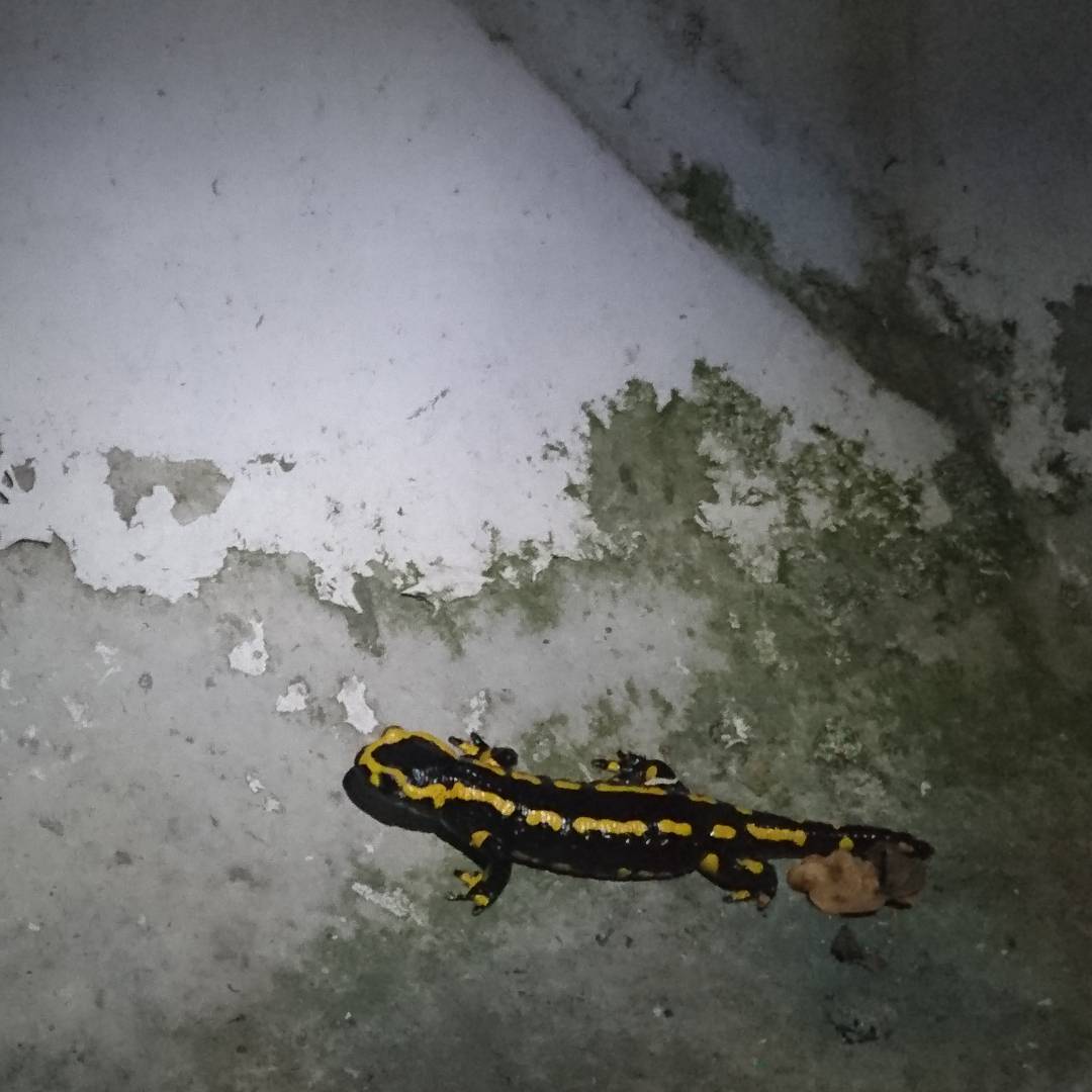 The salamander is back