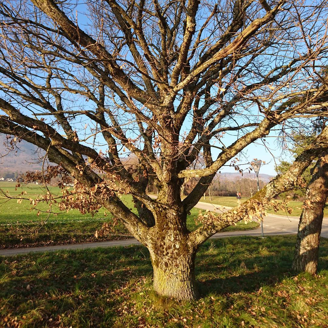 A complex tree