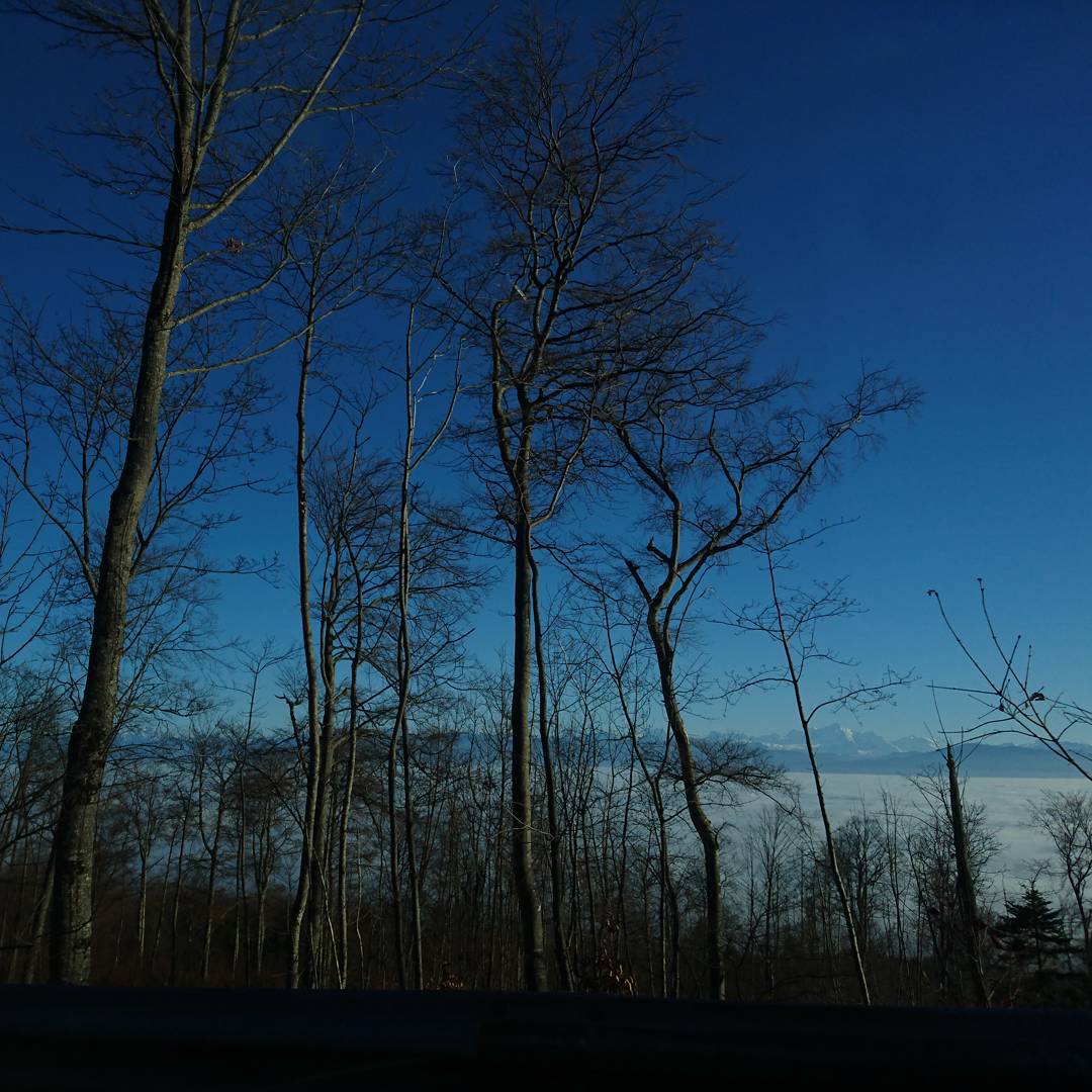 Trees and the Mont blanc