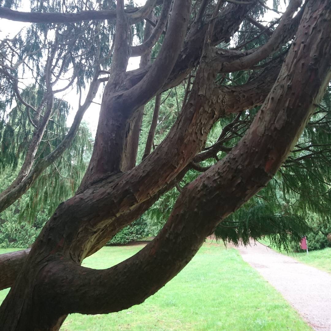 Branching off