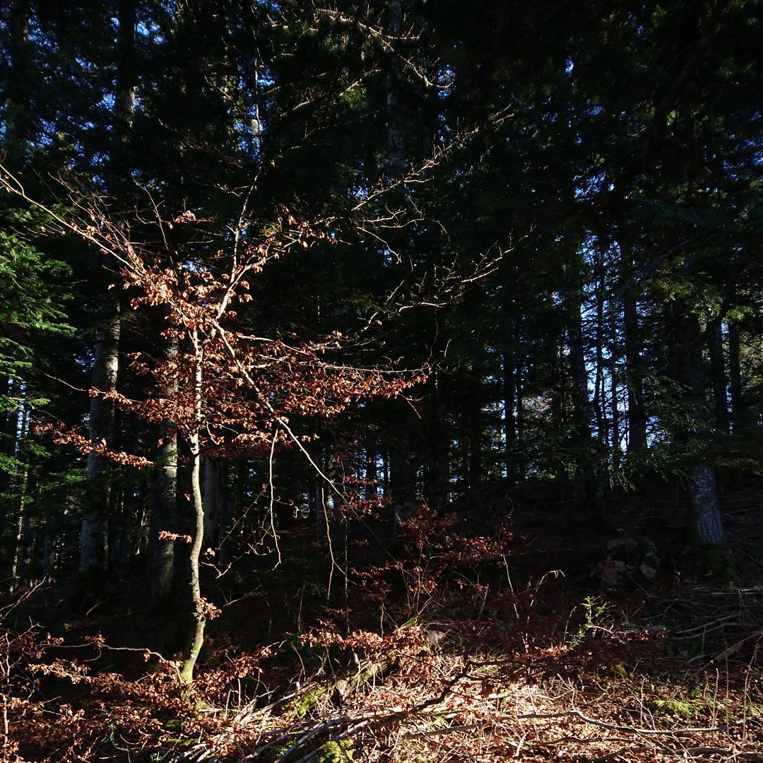 Light playing between trees.