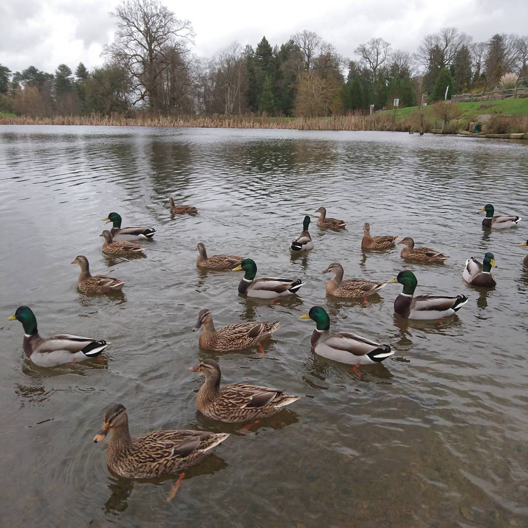 Duck lake, not swam lake.