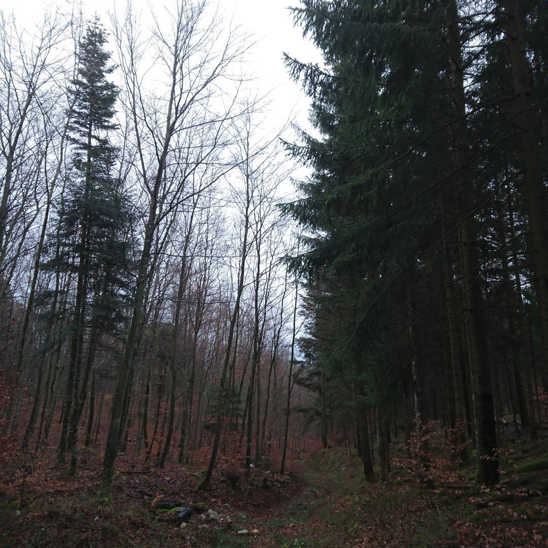Another day and another walk. I saw three or four wild deer. :-)