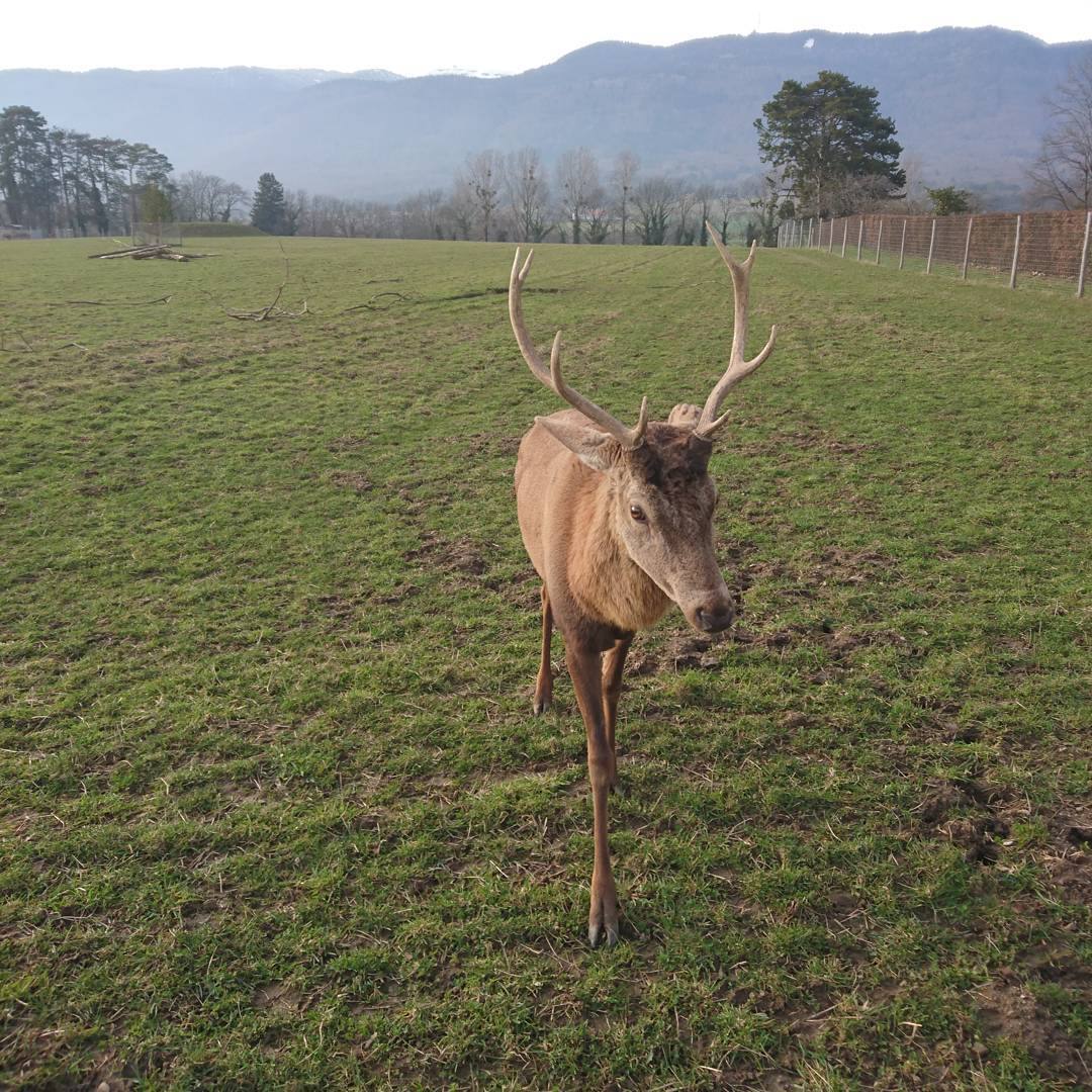 A stag