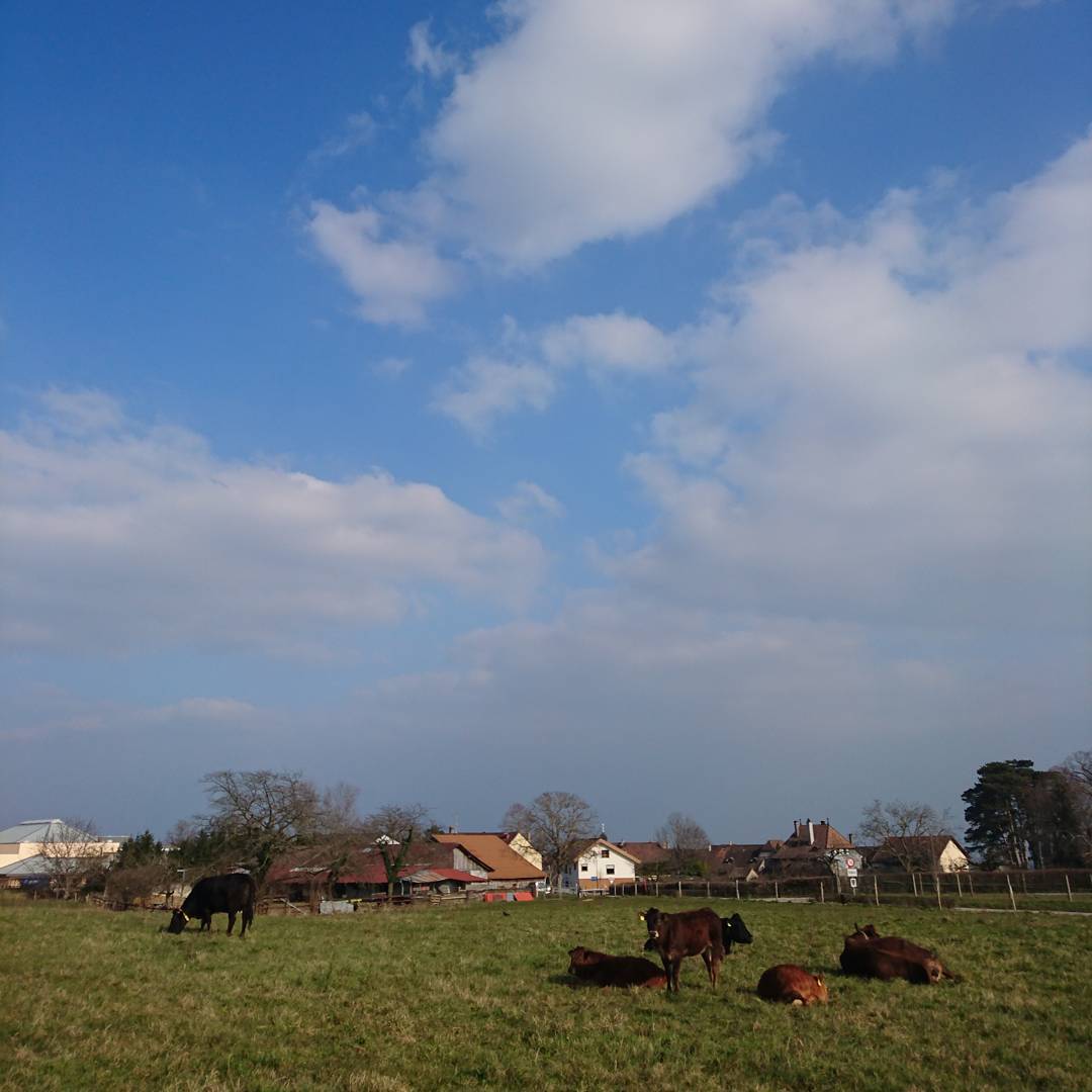 The relaxing life of Swiss cows