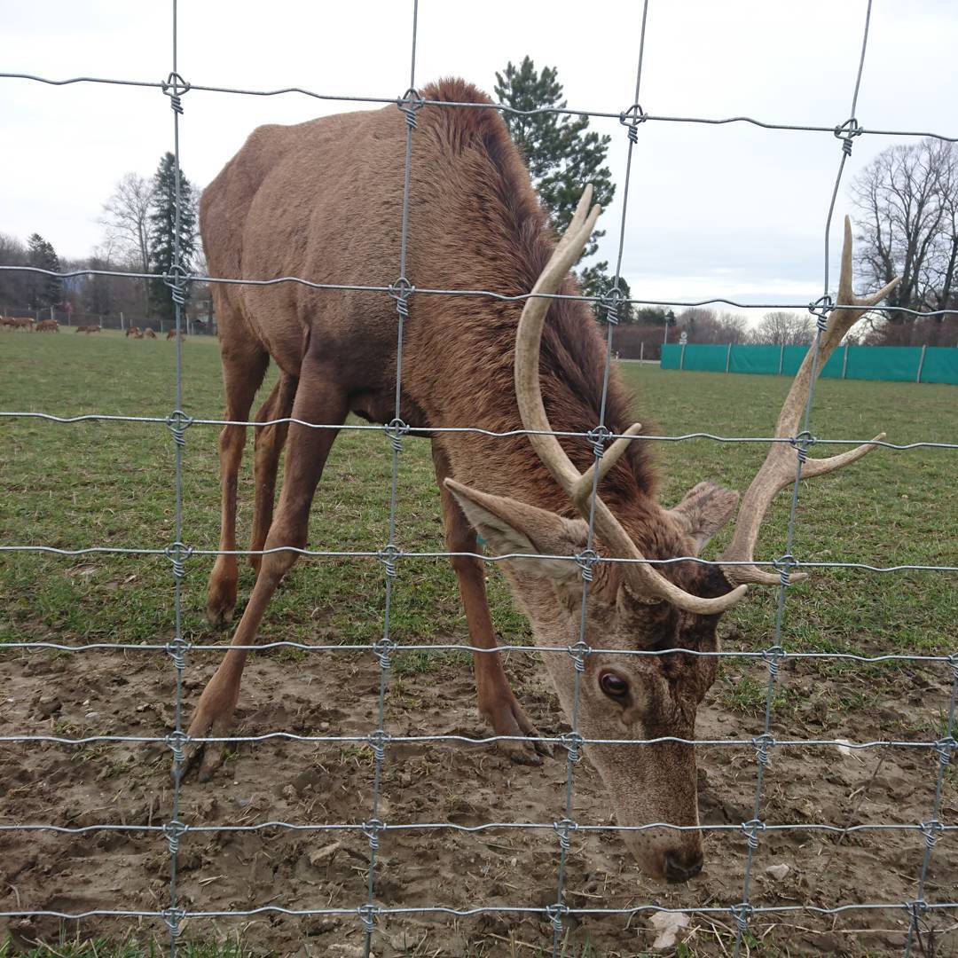 Still grazing