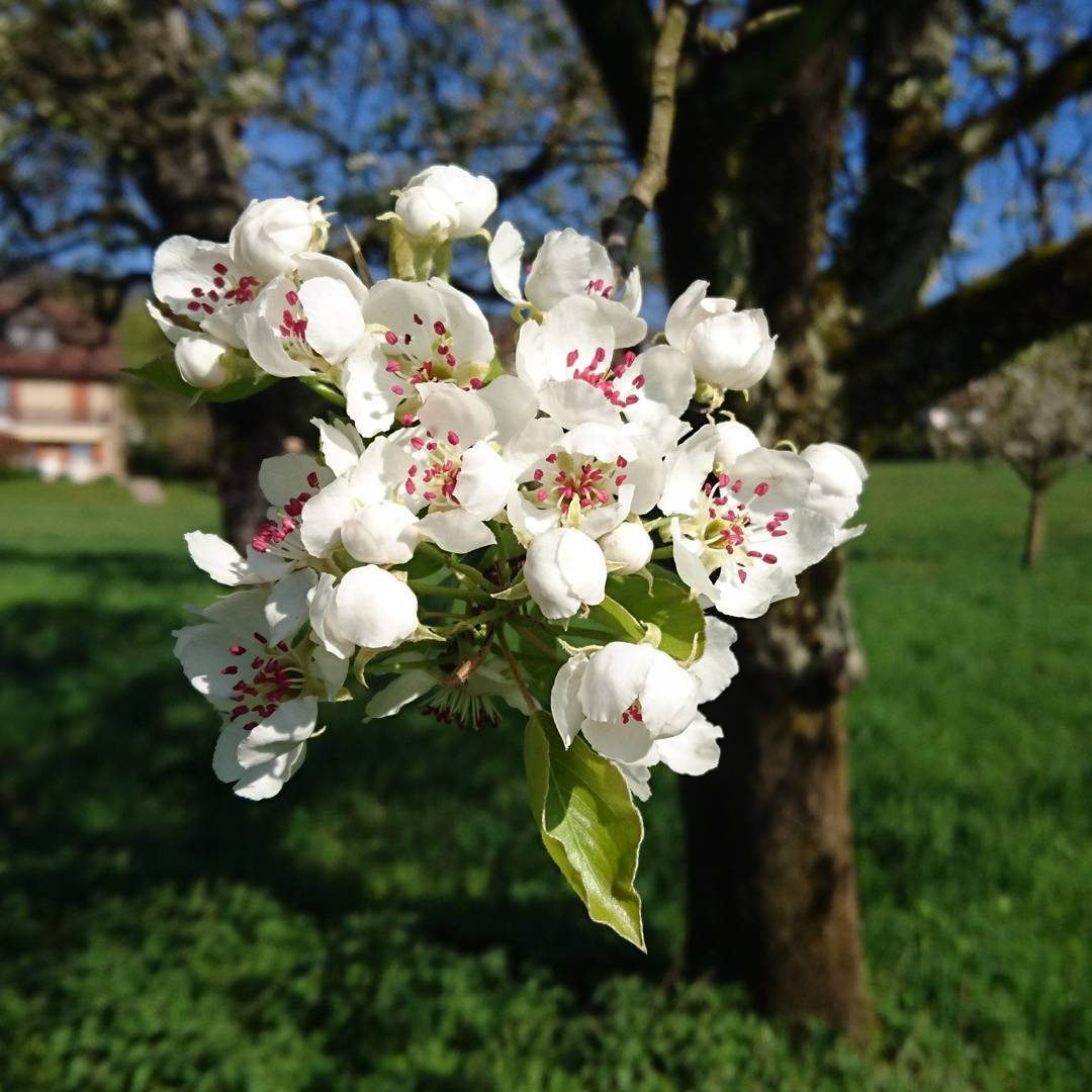 Spring blossom