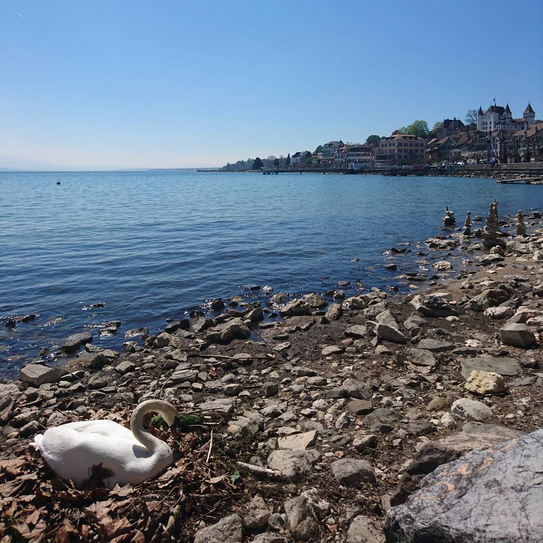 White castle and white Swan.