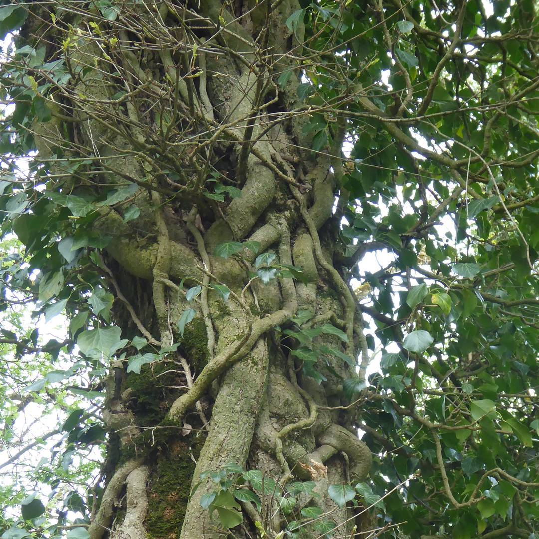 Tree hugging.