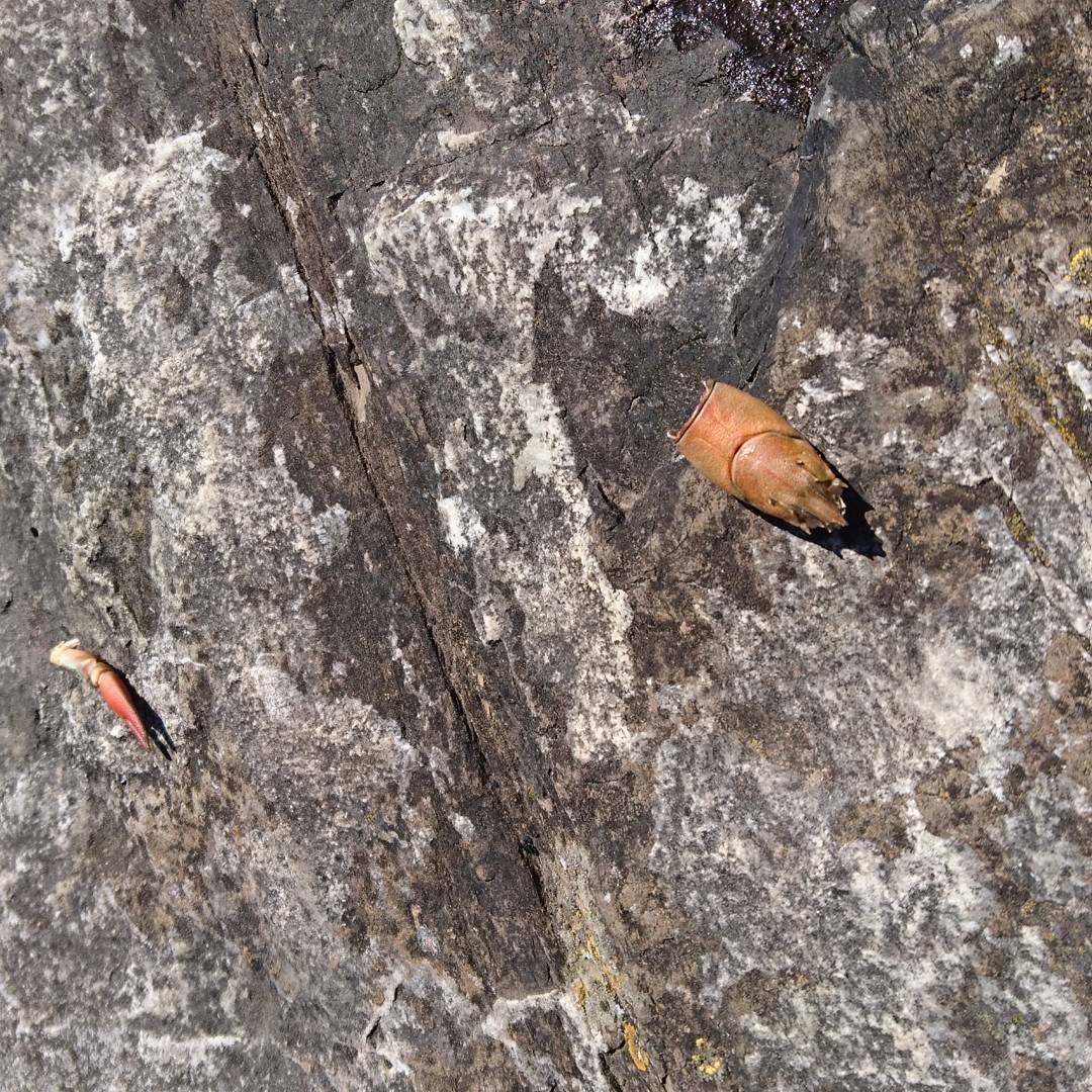 It was a crayfish.