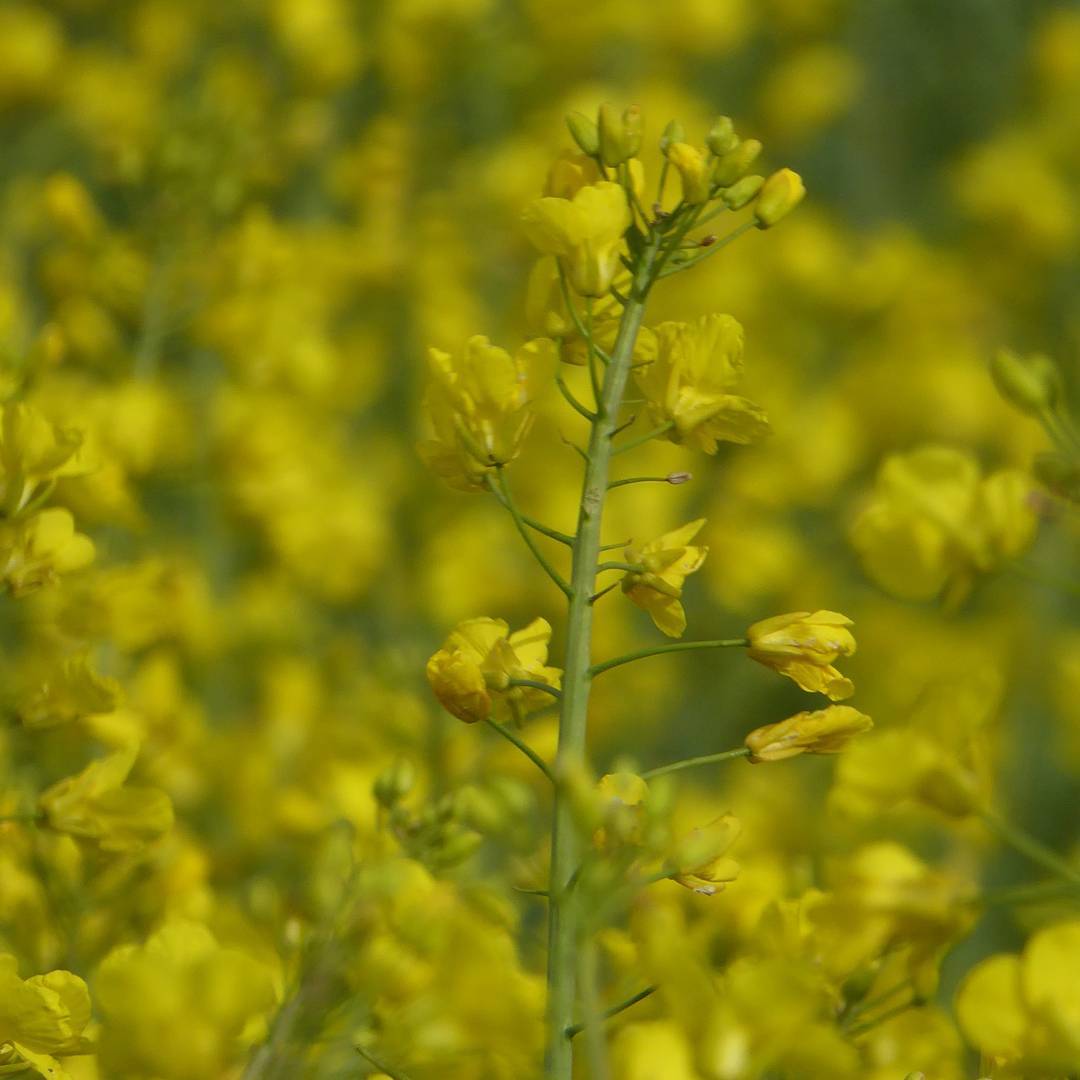 Smelly yellow plant in a field
