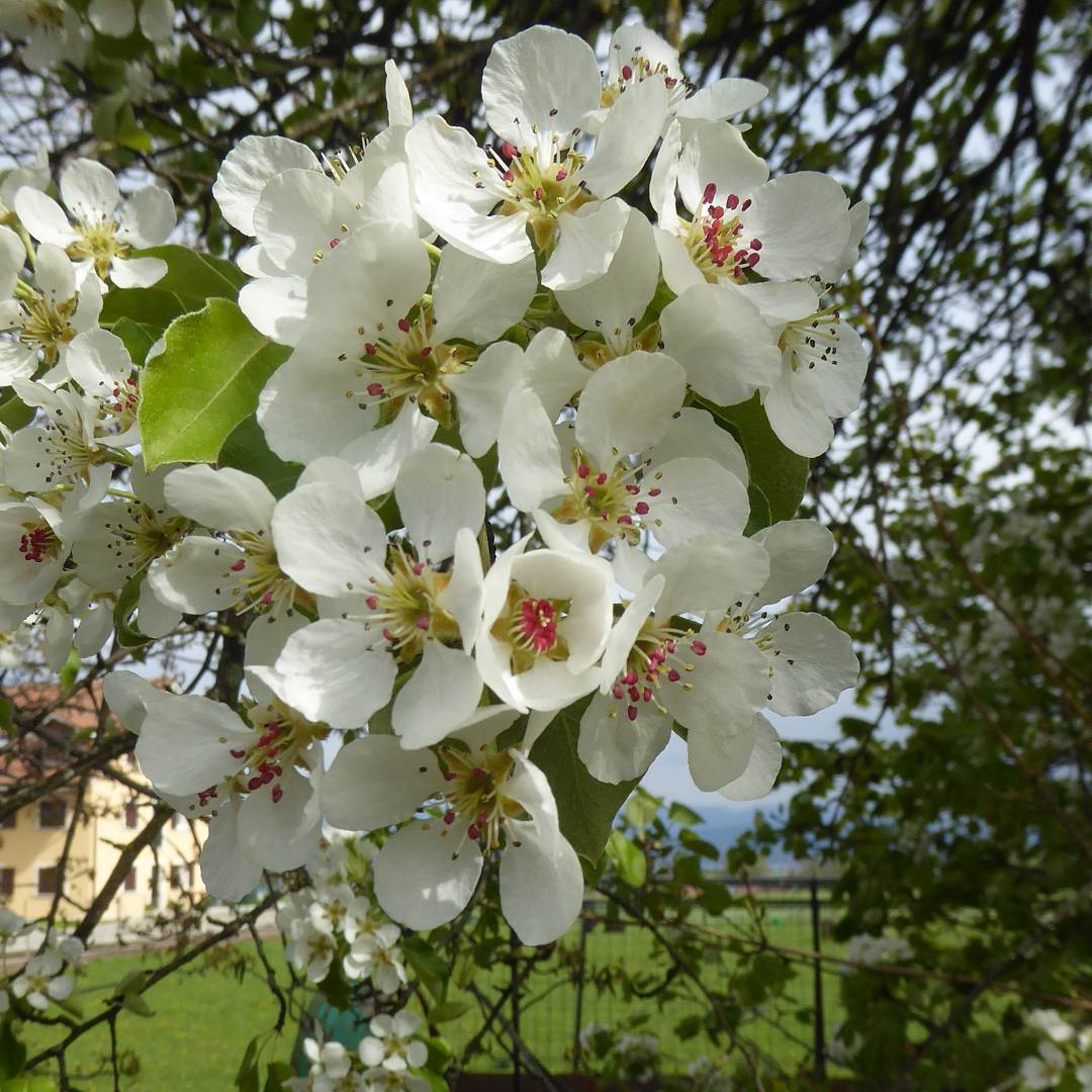 Spring blossom