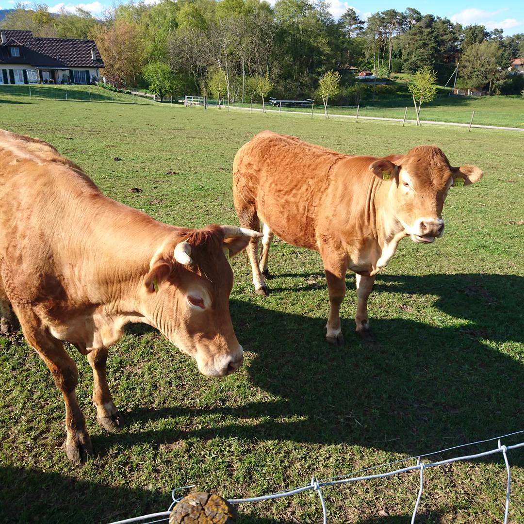 Meet the locals