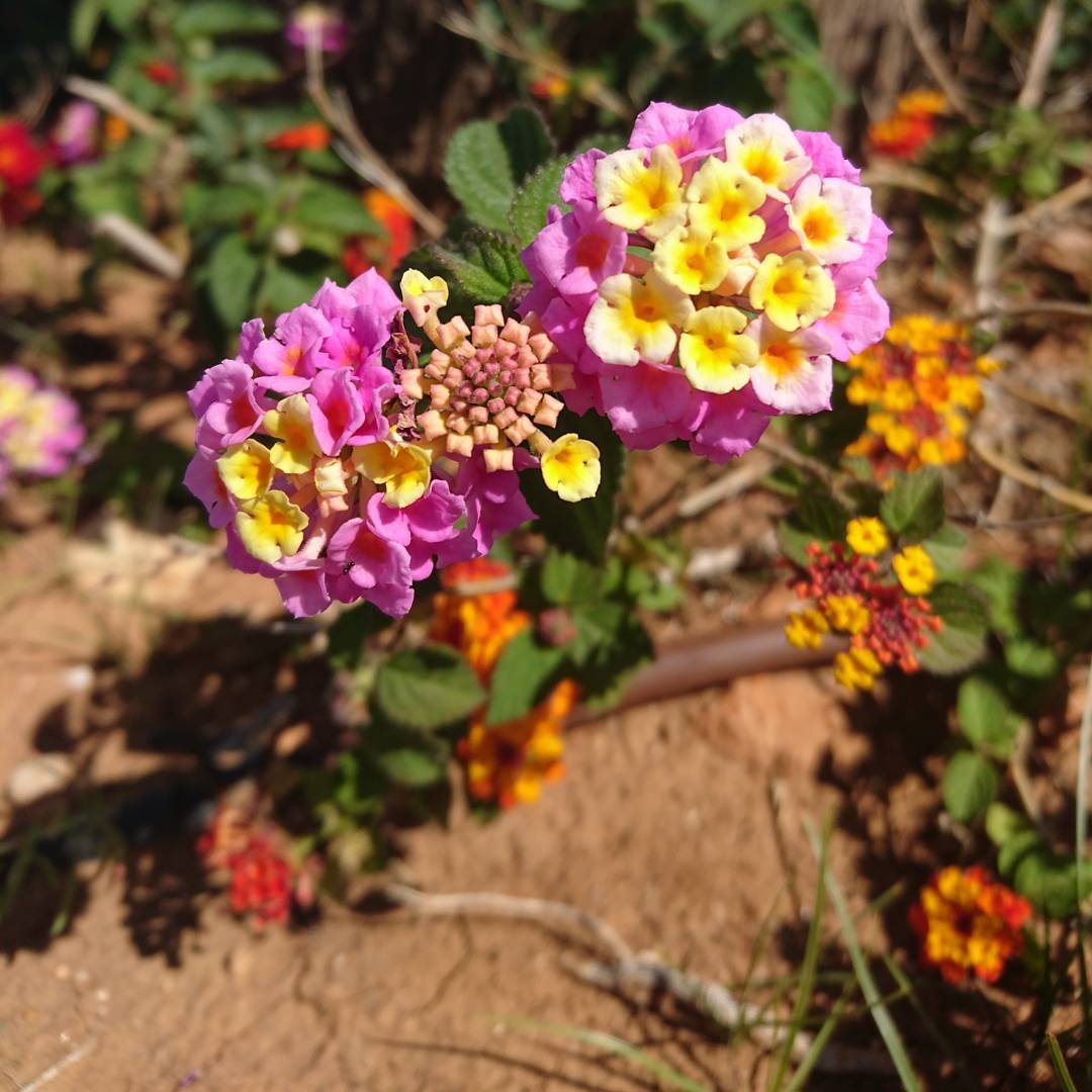 Spanish flowers for a change.