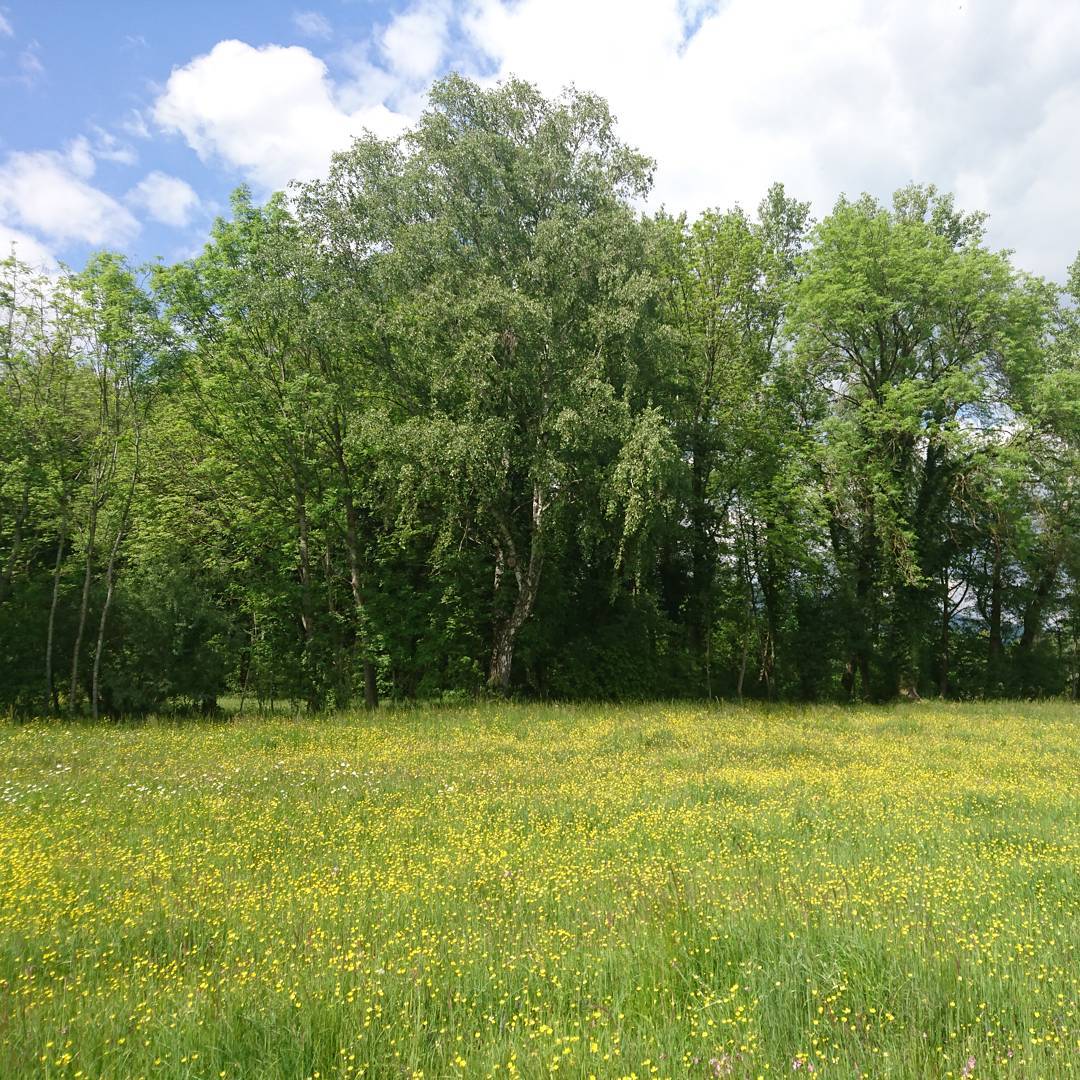 Spring has sprung. I can hear chirping crickets