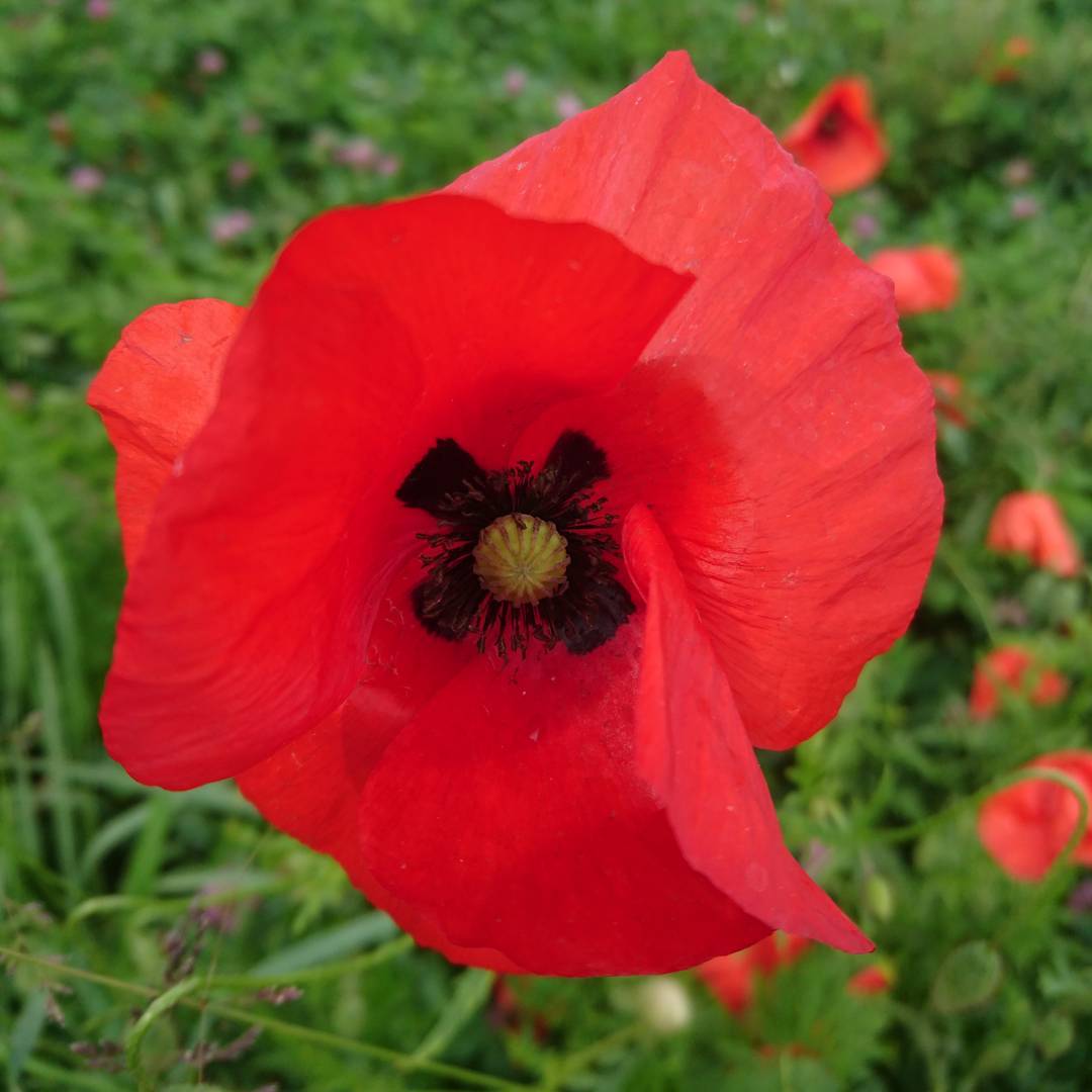 The English and Danish might be forgetting about European solidarity but we have not.