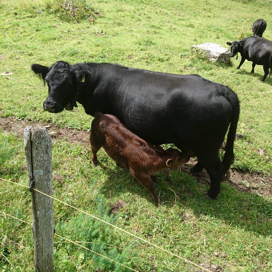 What are you having for lunch? The calf is too impatient to wait for fondue ;-)