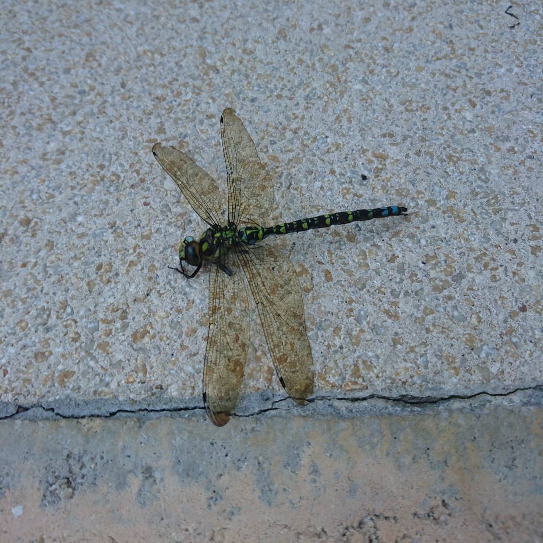 One of the biggest dragon flies I have seen in a while.