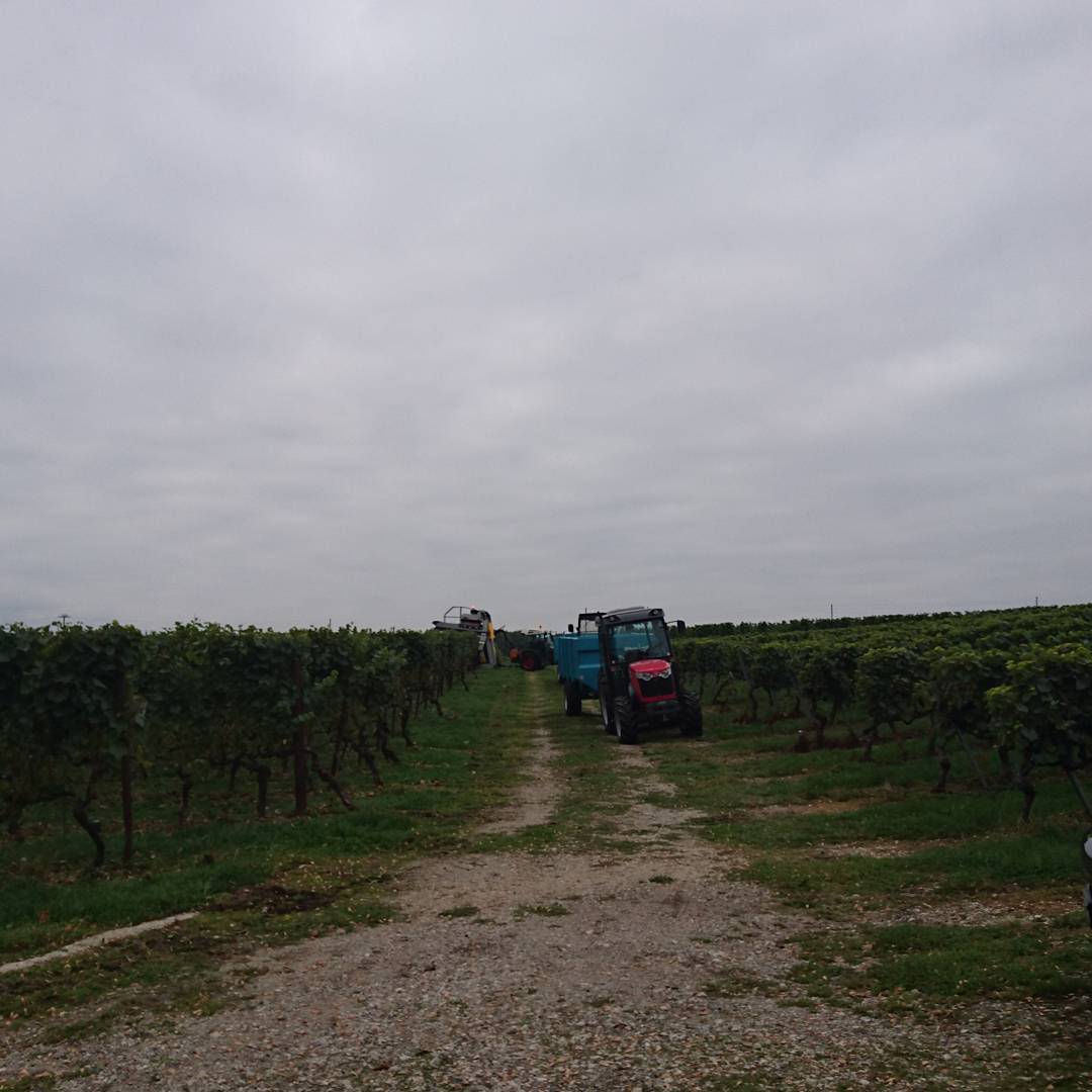 That time of the year. They use a machine to harvest the grapes. There is no more seasonal grape picking work.