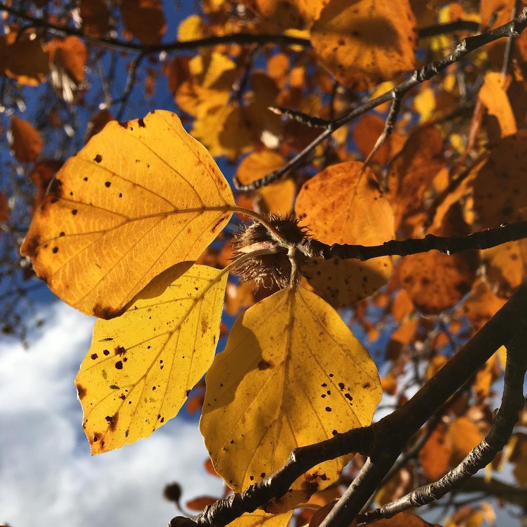 Stereotypical image of autumn