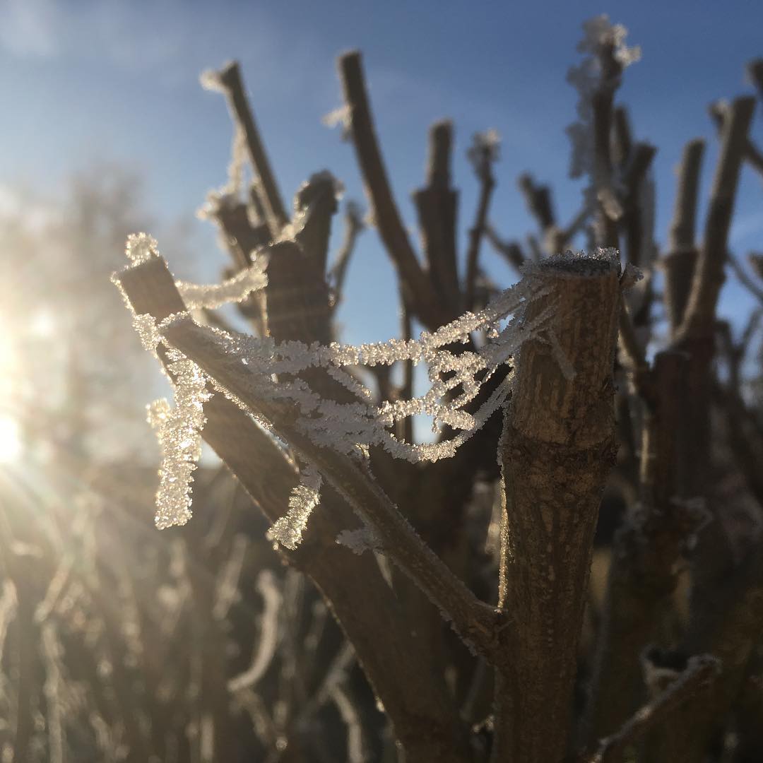Winter frost.