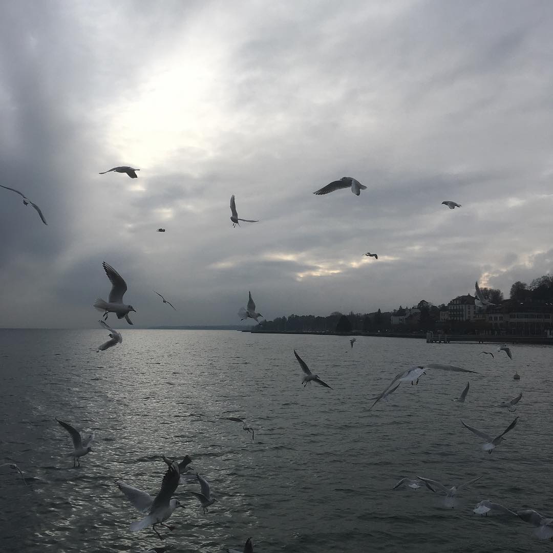 Apparently this is the time of day to feed birds