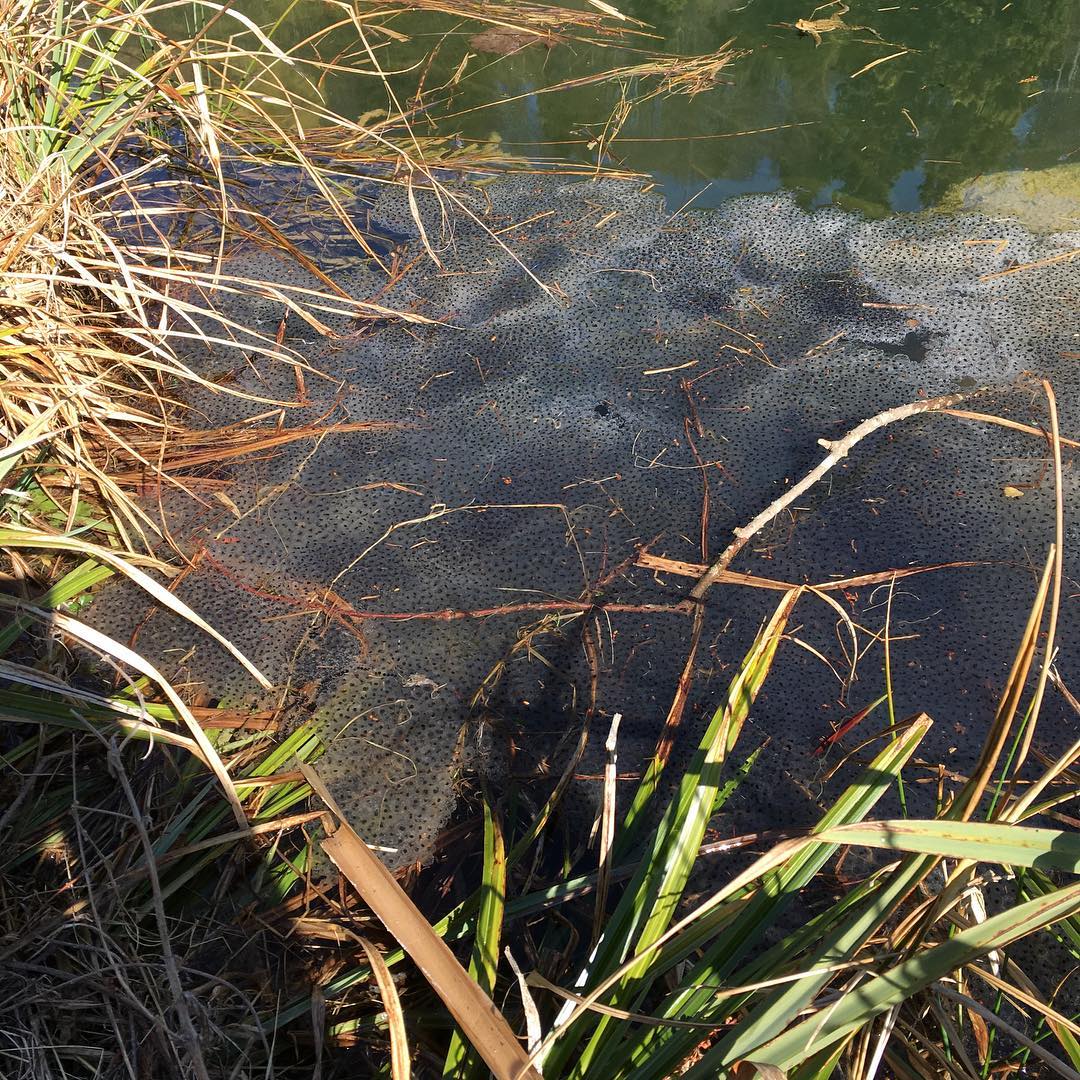 Trainee frogs, otherwise referred to as tadpoles.