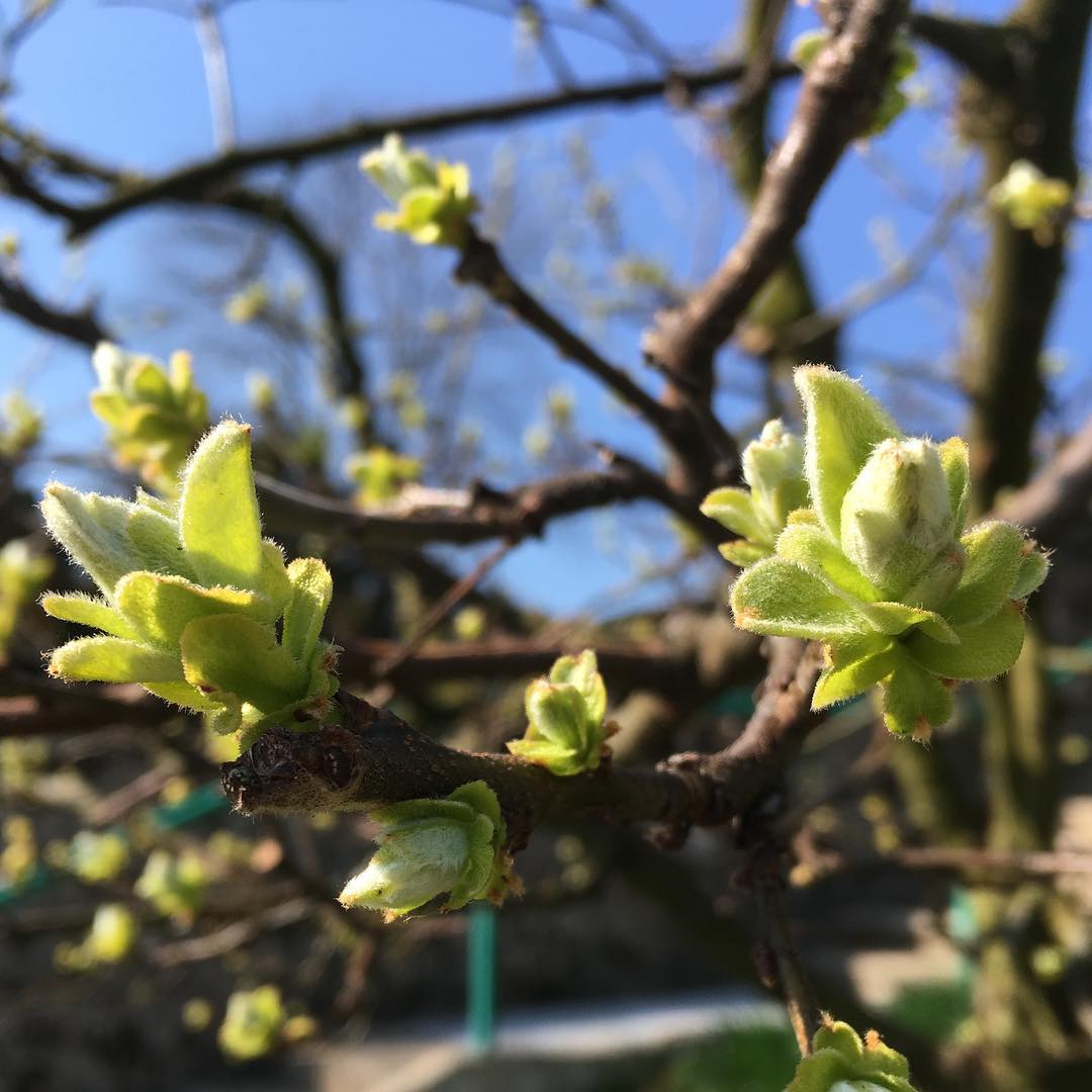 More spring