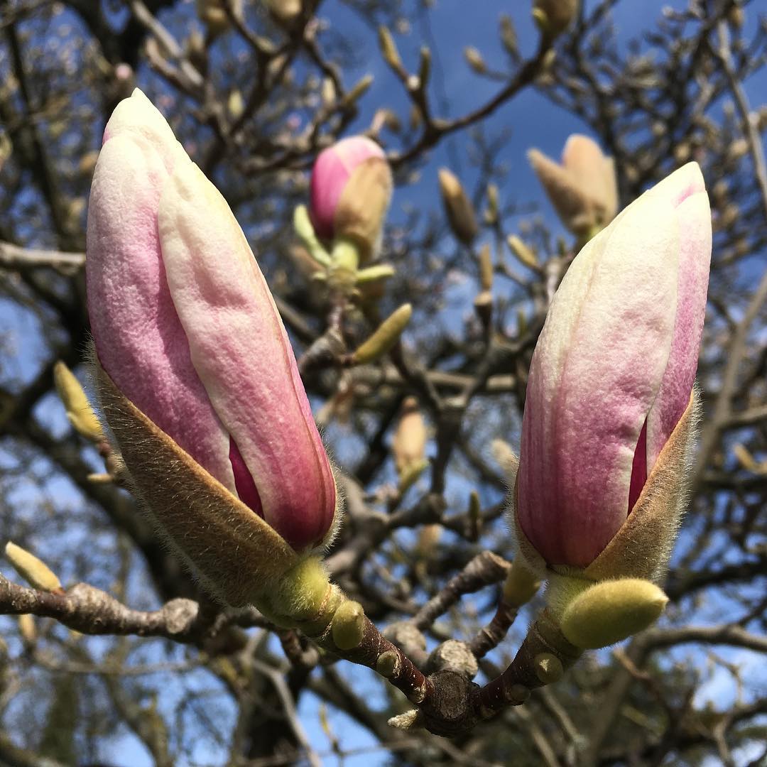 Spring according to the magnolia.