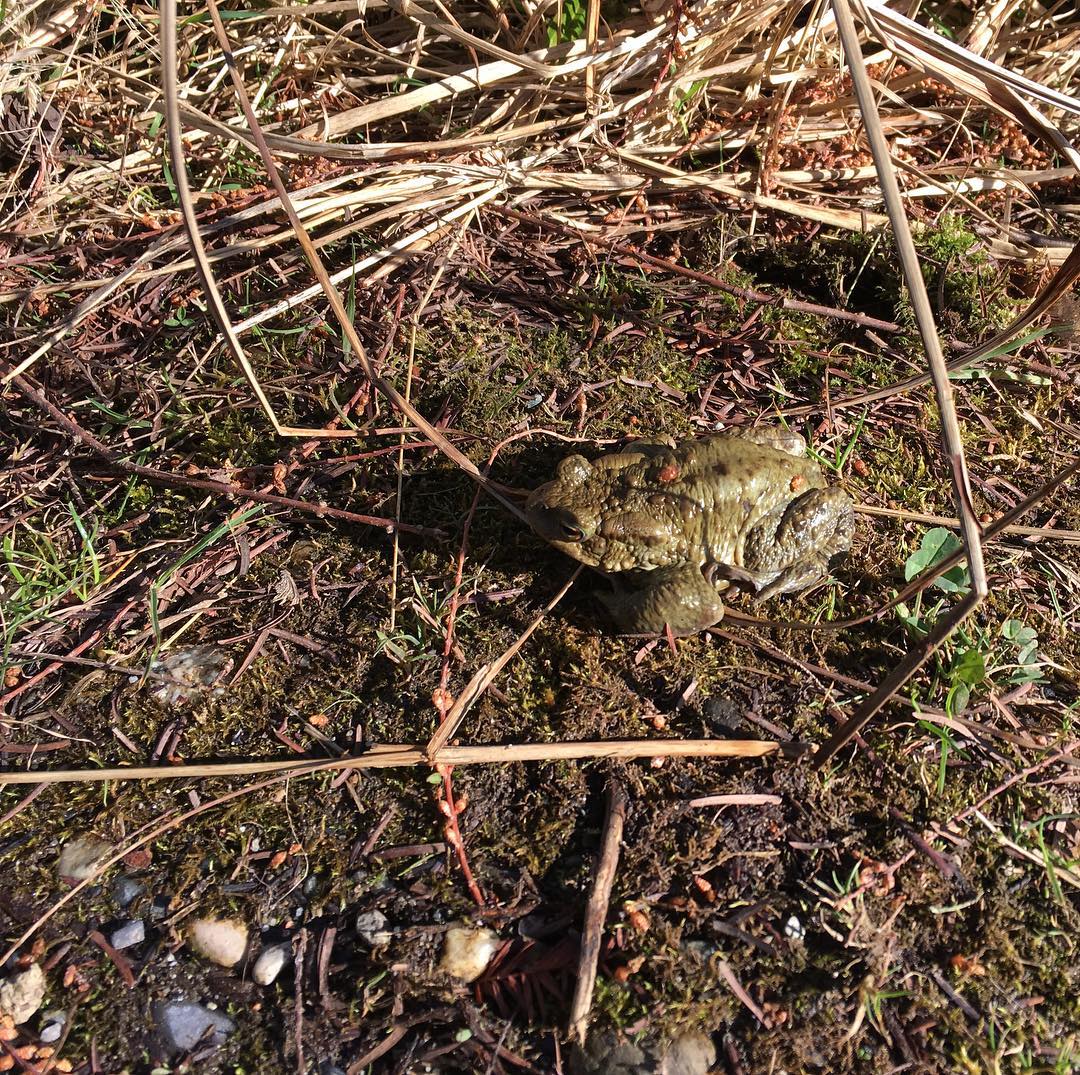 Spot the frog.