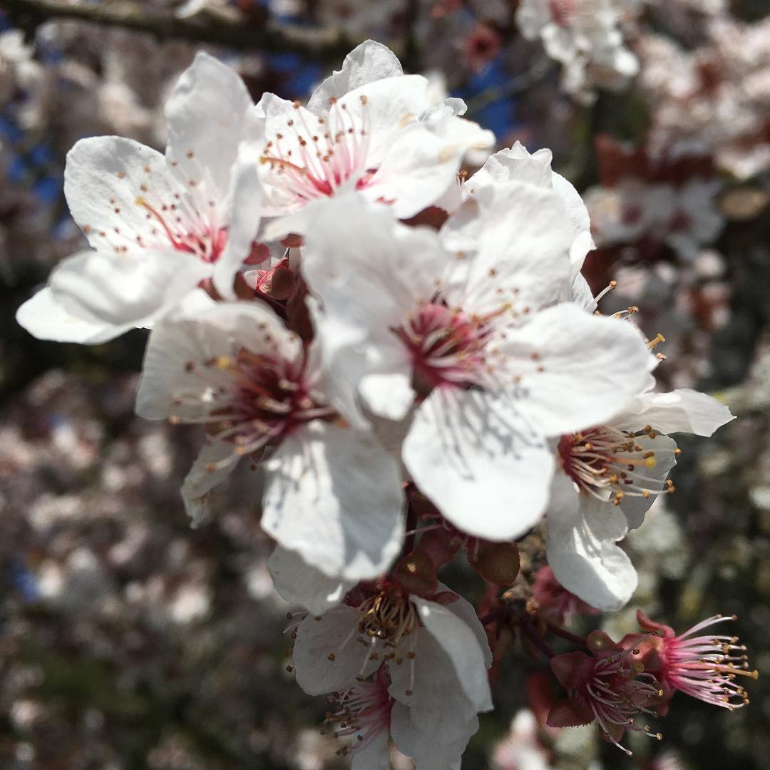Spring watch