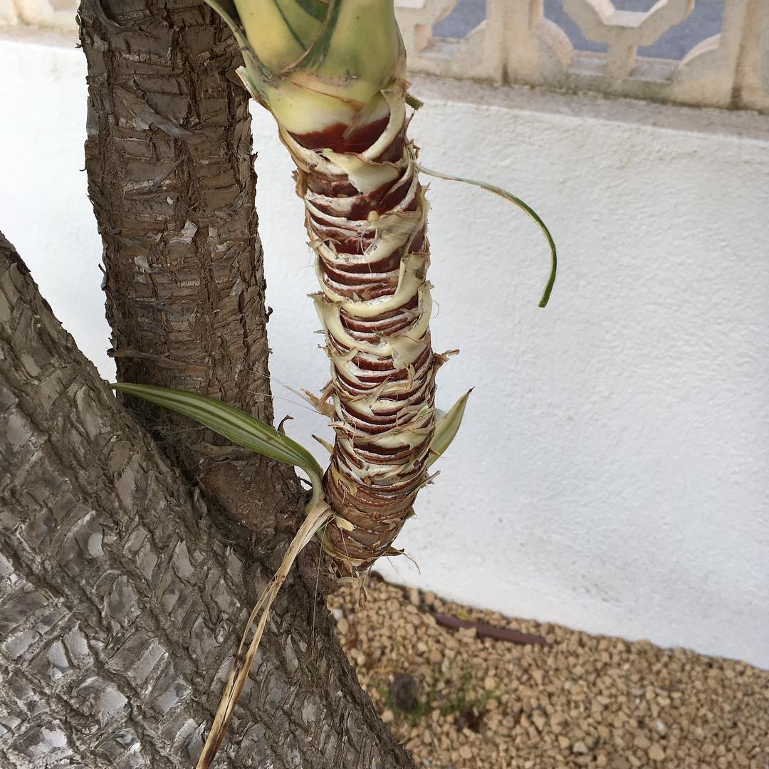 Mediterranean gardening