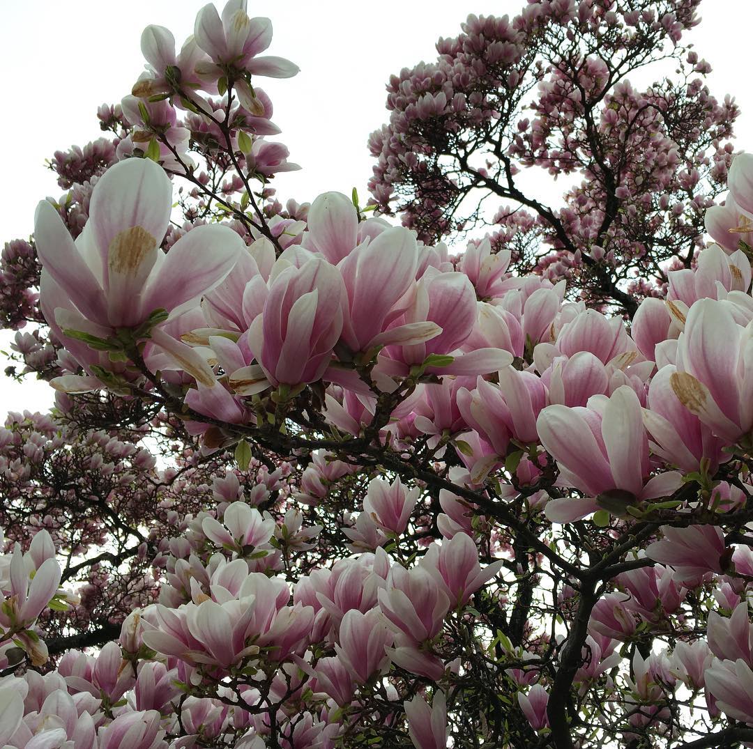 That time of the year. People with allergies who like to take pictures of flowers hate it. ;-)