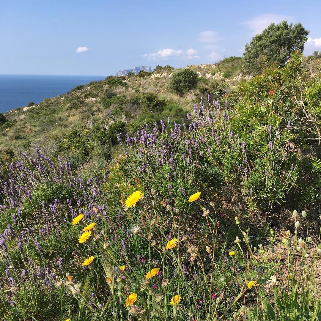 Wild lavender