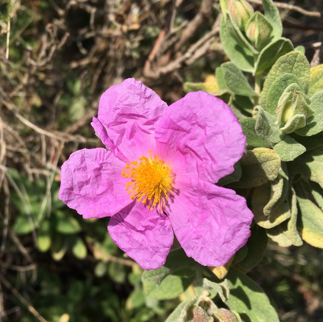 What is this flower called?