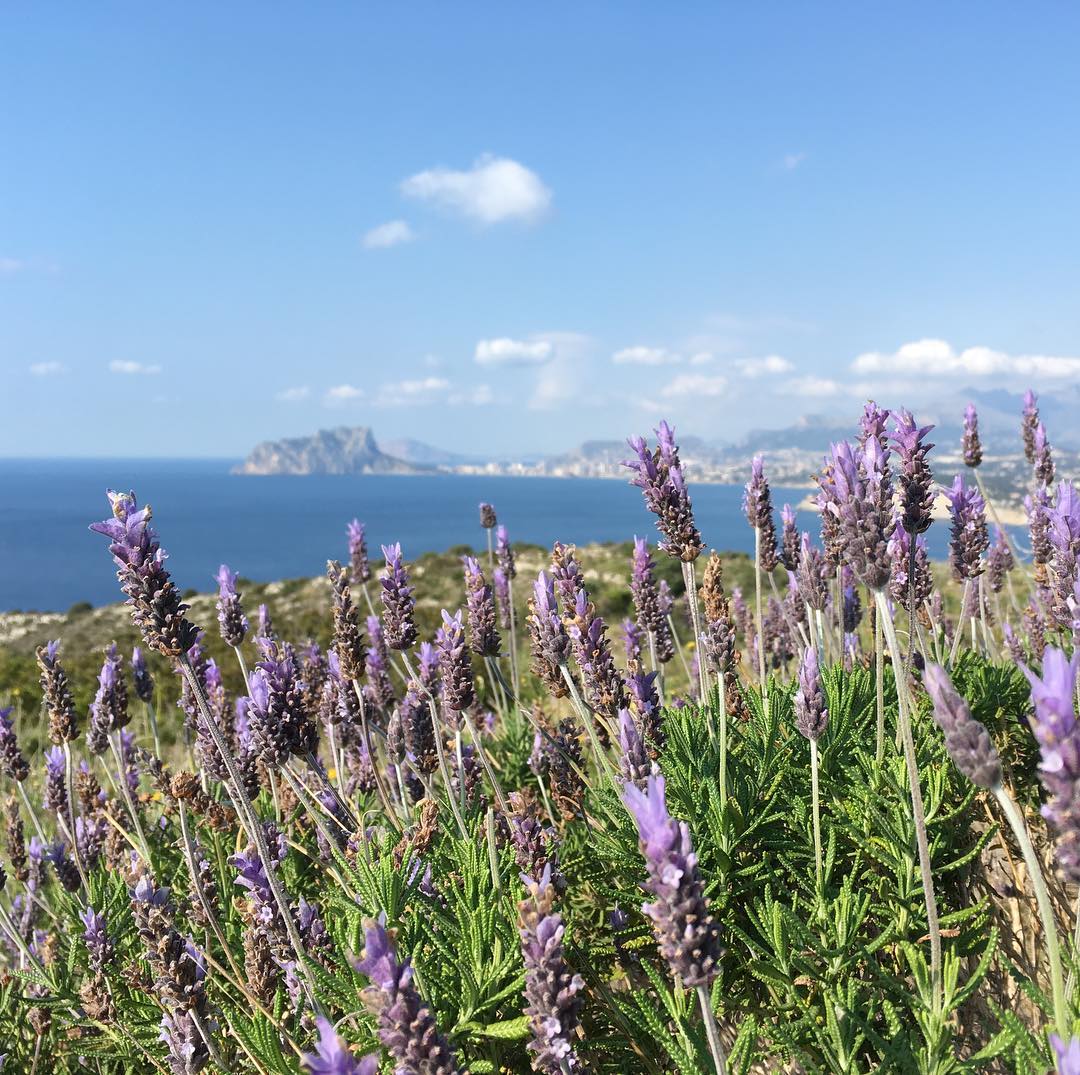 Alpine style picture by the Mediterranean. Wild lavender.
