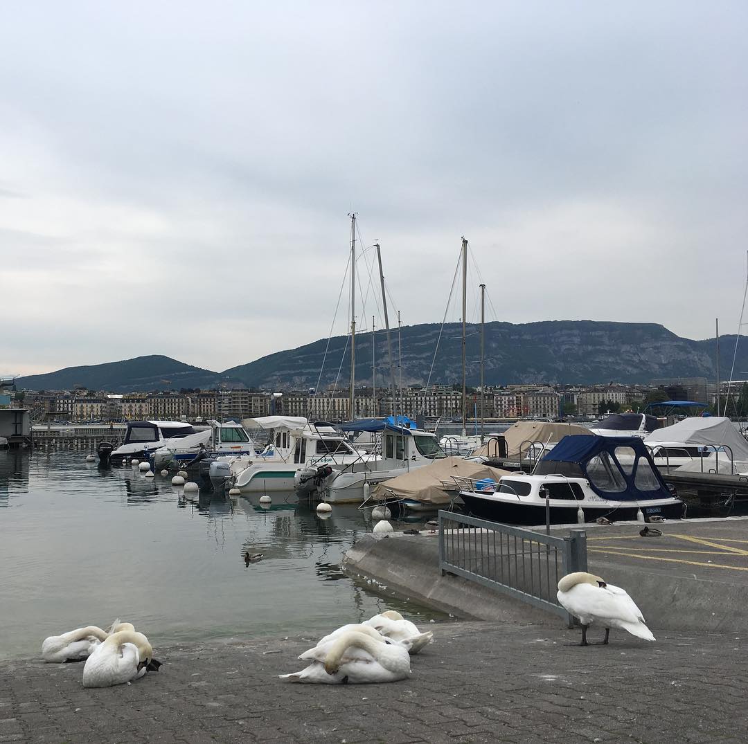 In the city that never wakes up even the swans are sleeping ;-)