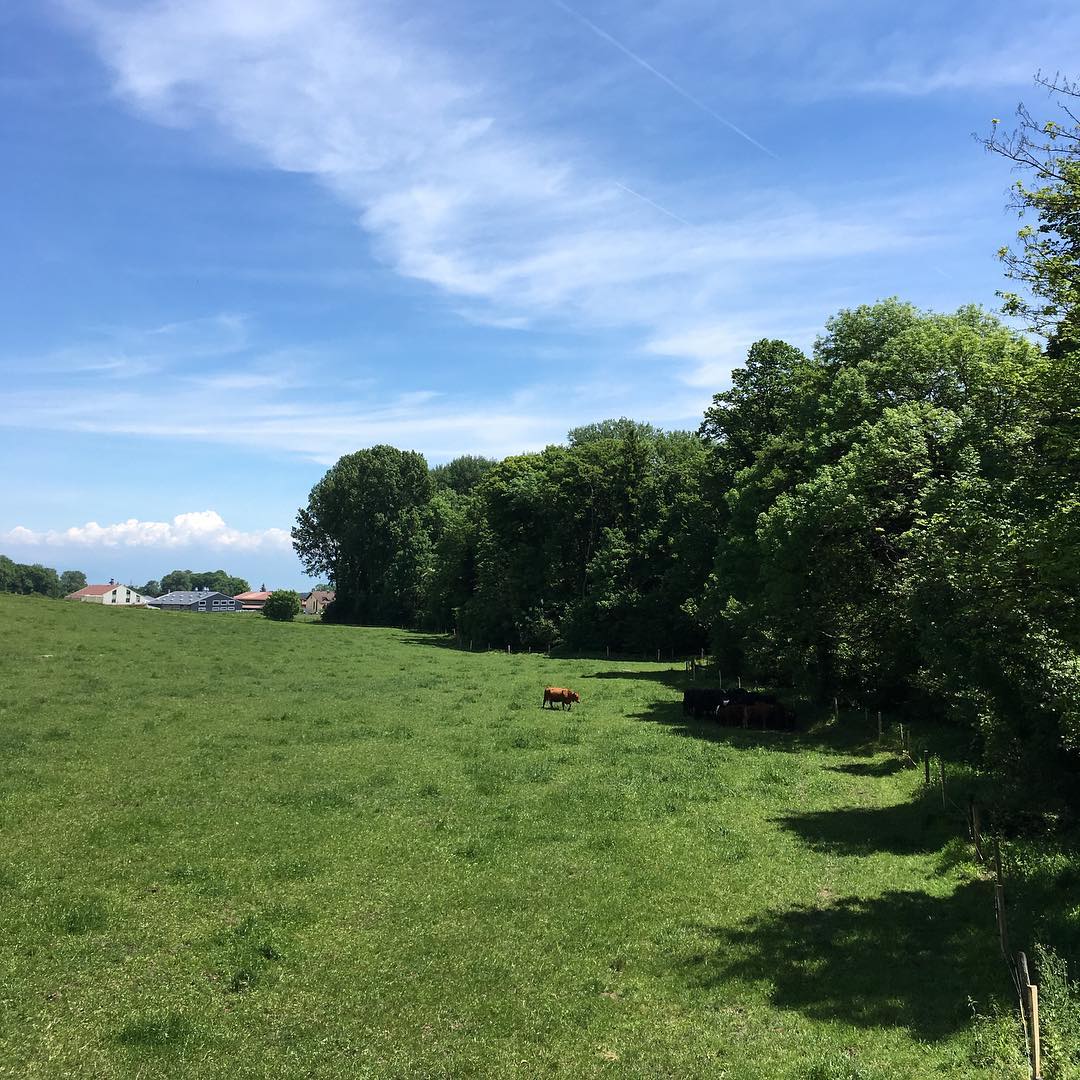 Cows escaping the 
