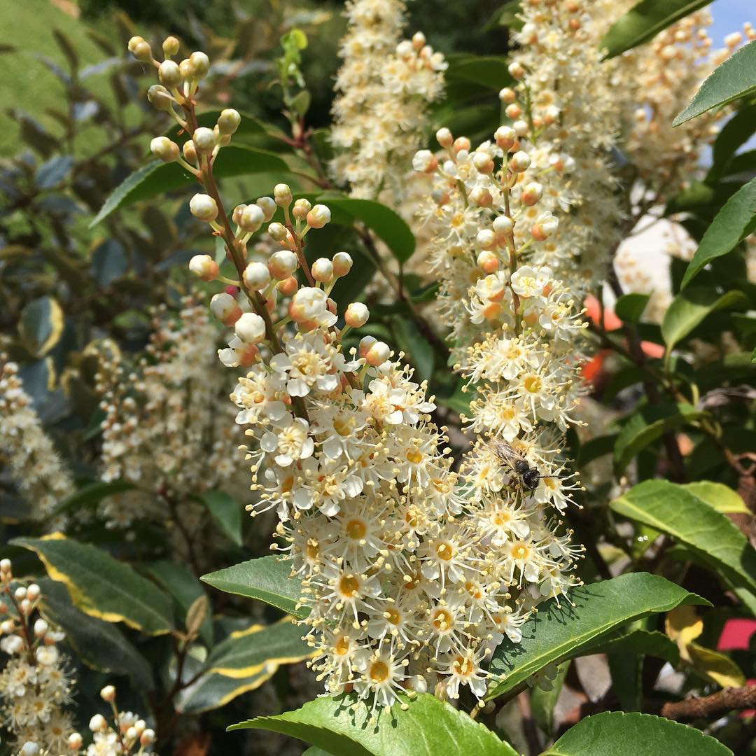 It smells very strongly of pollen.