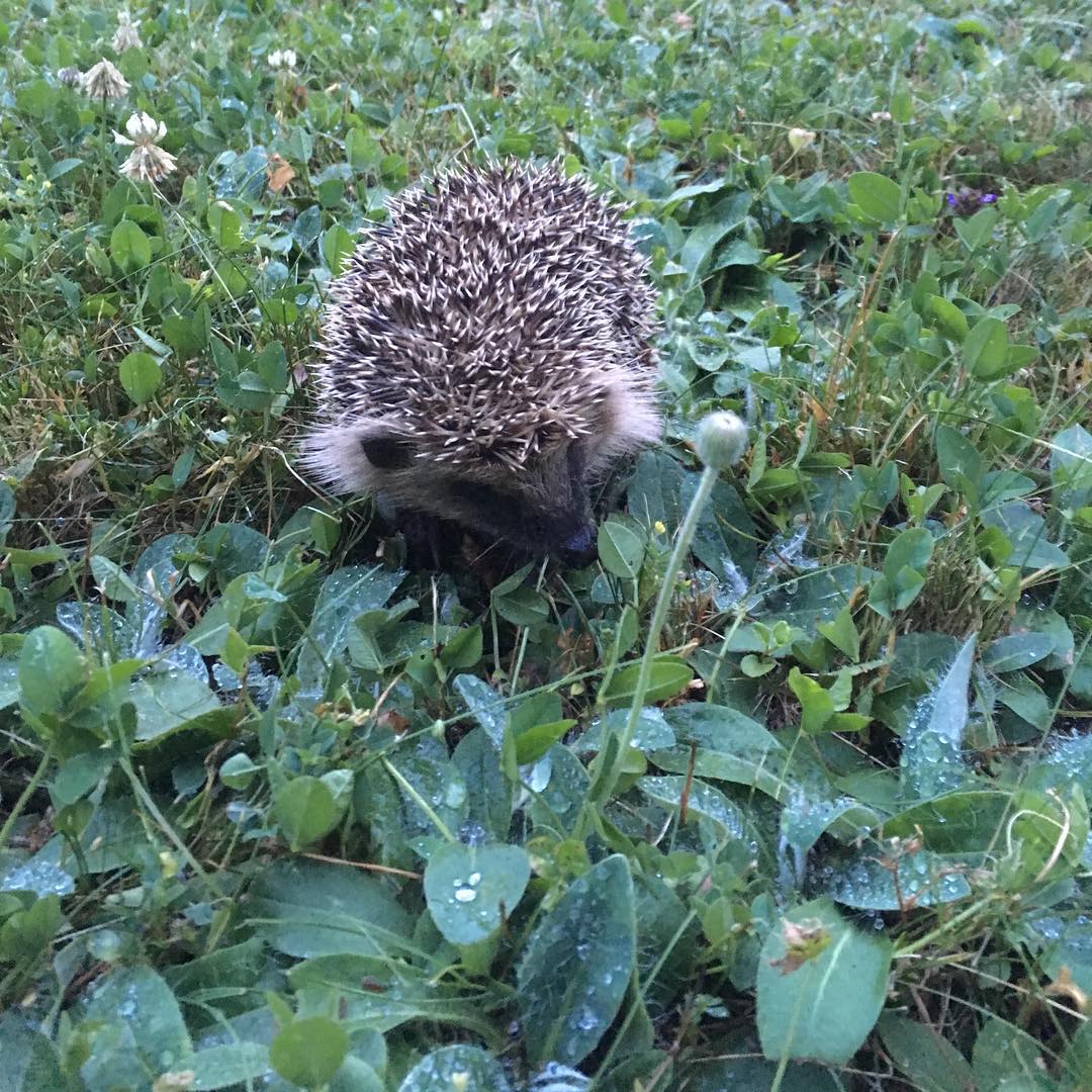 In the garden this evening.