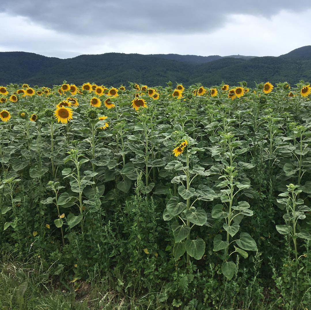 Ever try to photograph sunflowers? Uncooperative bunch. ;-)