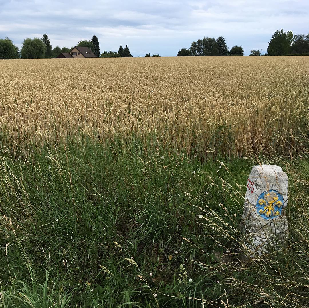 Looking at Swiss wheat from France.