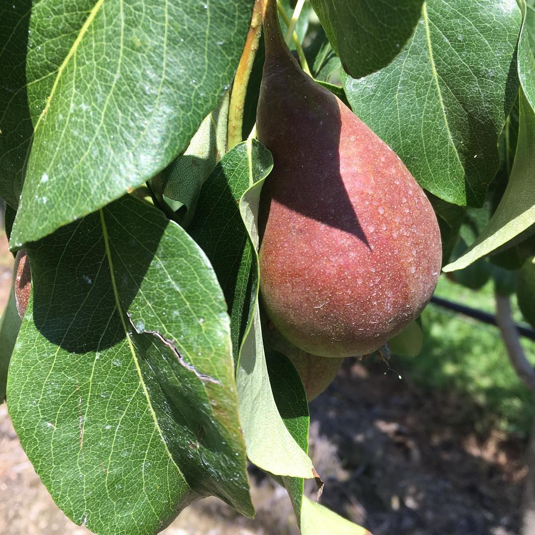 Keeping up a pear ances. ;-)