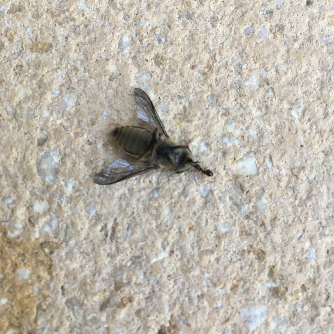 A putzfrau ant