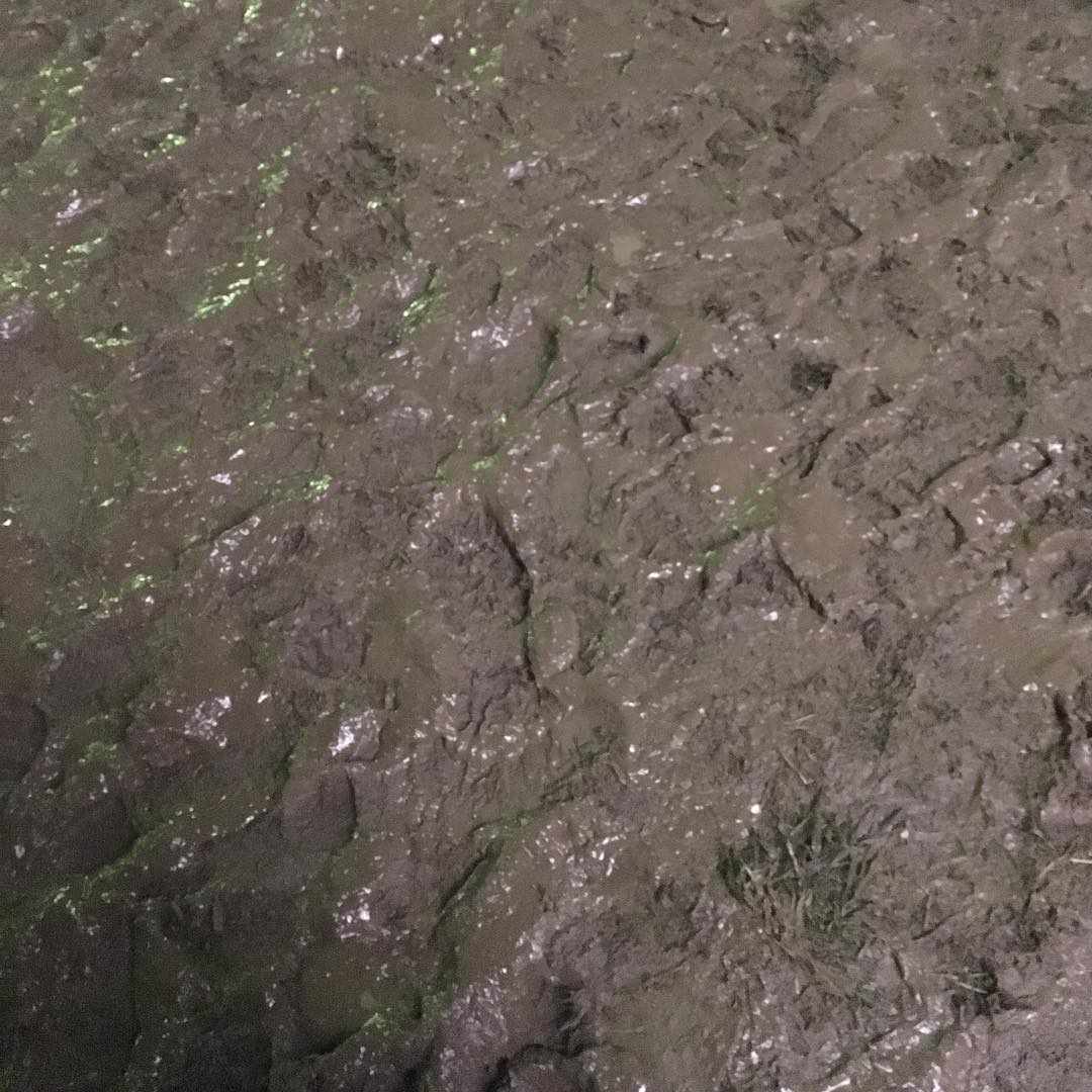 Do you like mud?