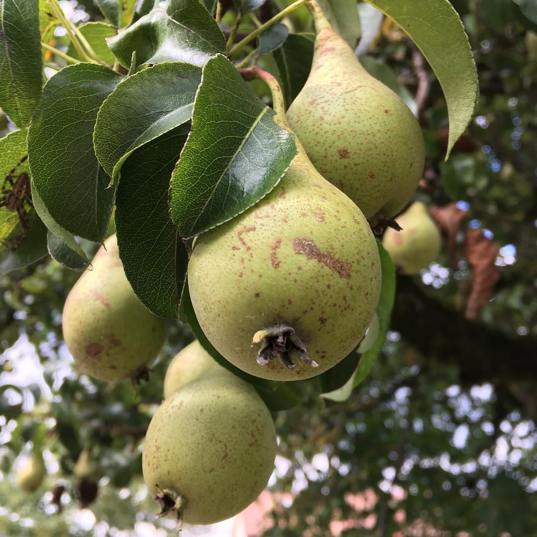 Walking a different path than usual. These pears aren't ready yet.