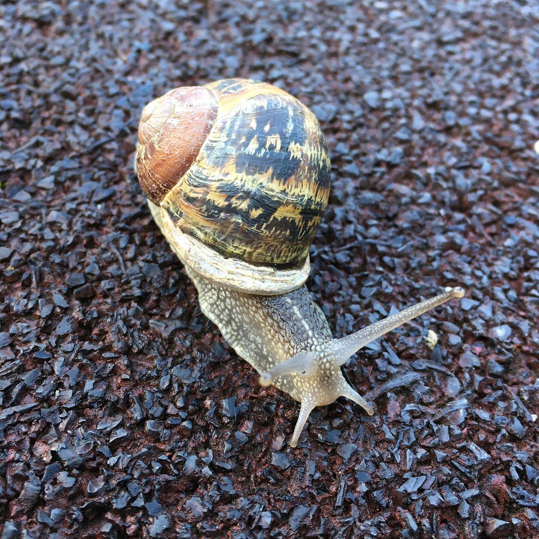 Suicidal snail playing in a child's play area.
