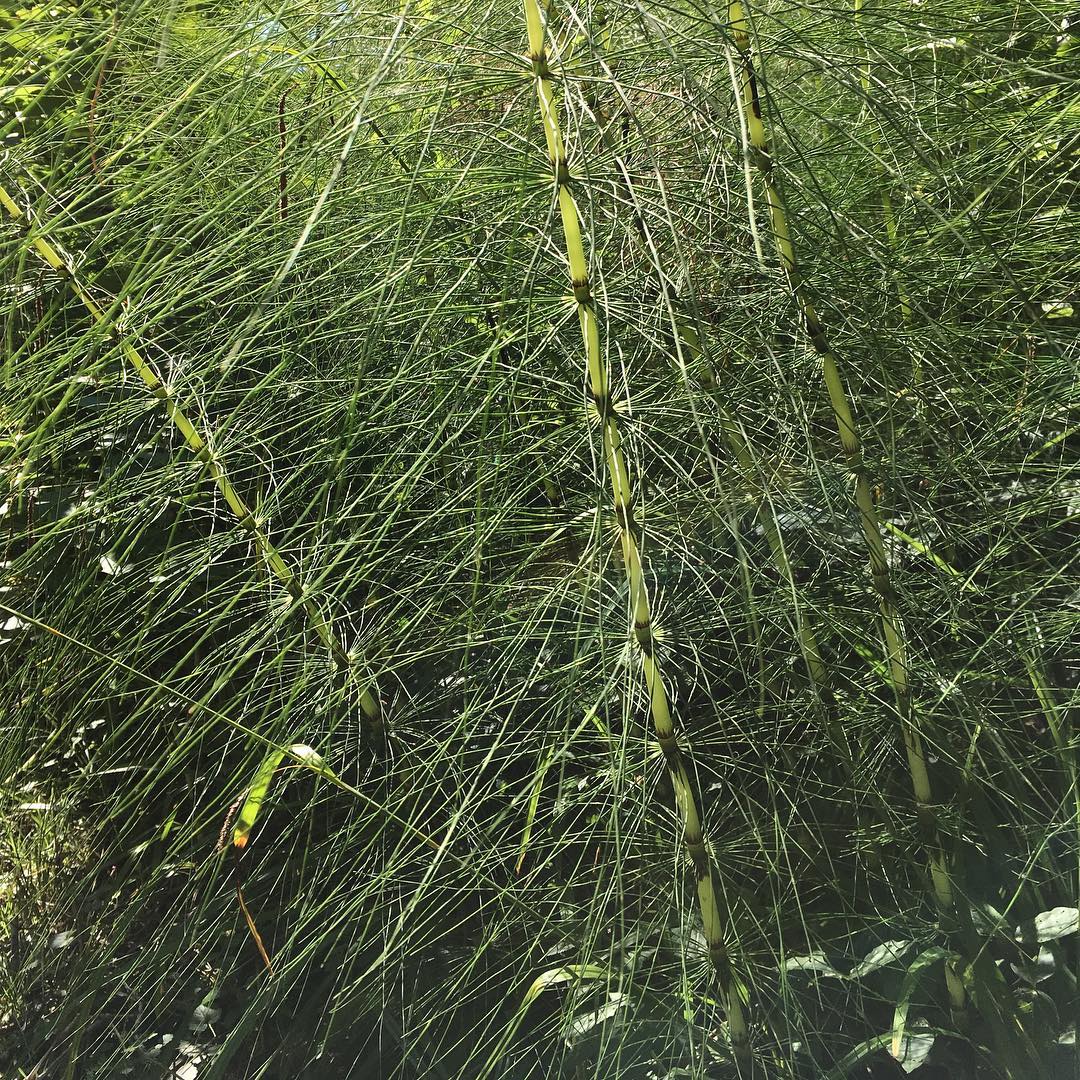 I don't know this plant. Anyone recognise it?