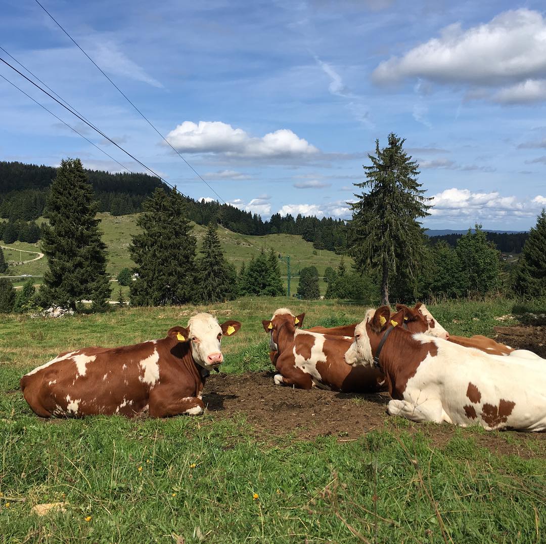 The hard working conditions of Swiss cows.